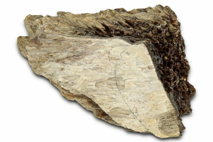 Fossil Tyrannosaur (T rex) Bone Section - Wyoming #352824